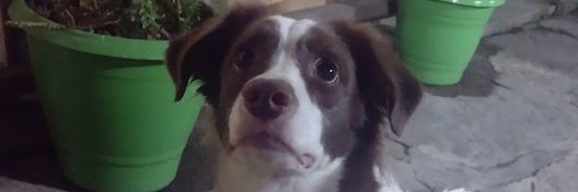 DaviKiwi's profile banner image