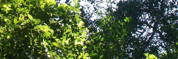 BES_Tropical Profile Banner