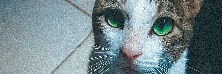 jjoaomontt's profile banner image