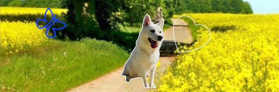 IamDaL's profile banner image