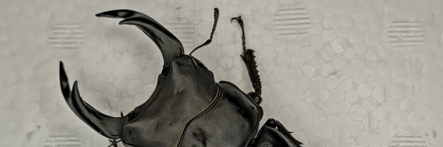 絶煩 ガルザス banner