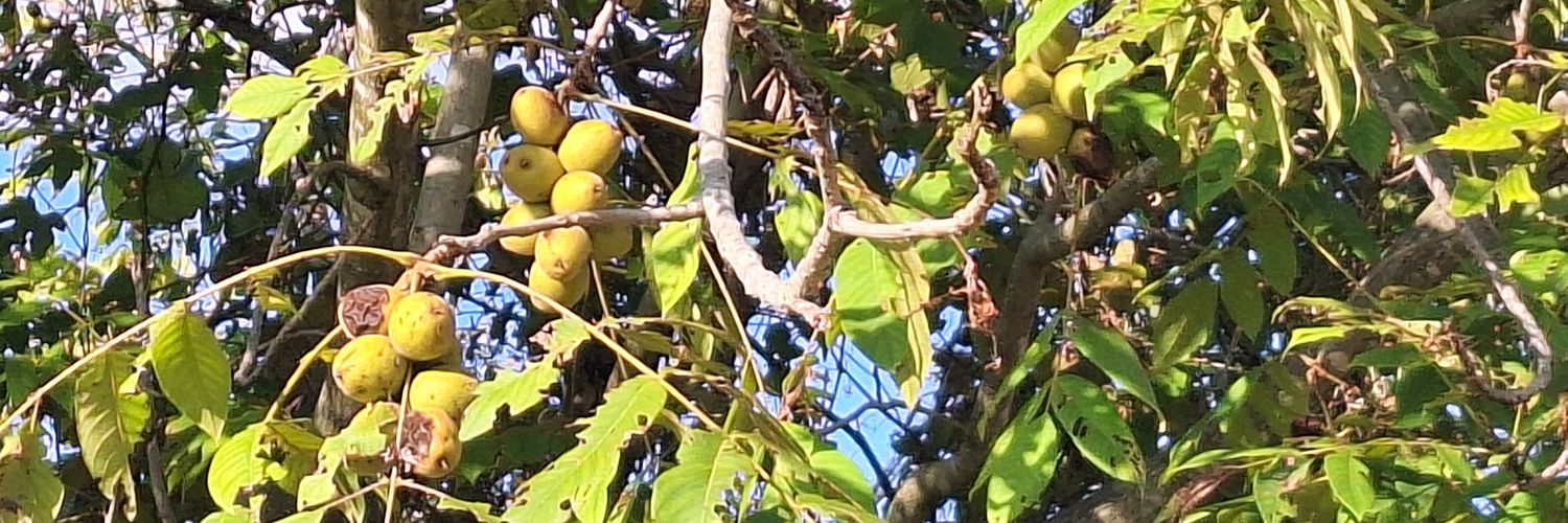 こころの花🦕🦖 banner