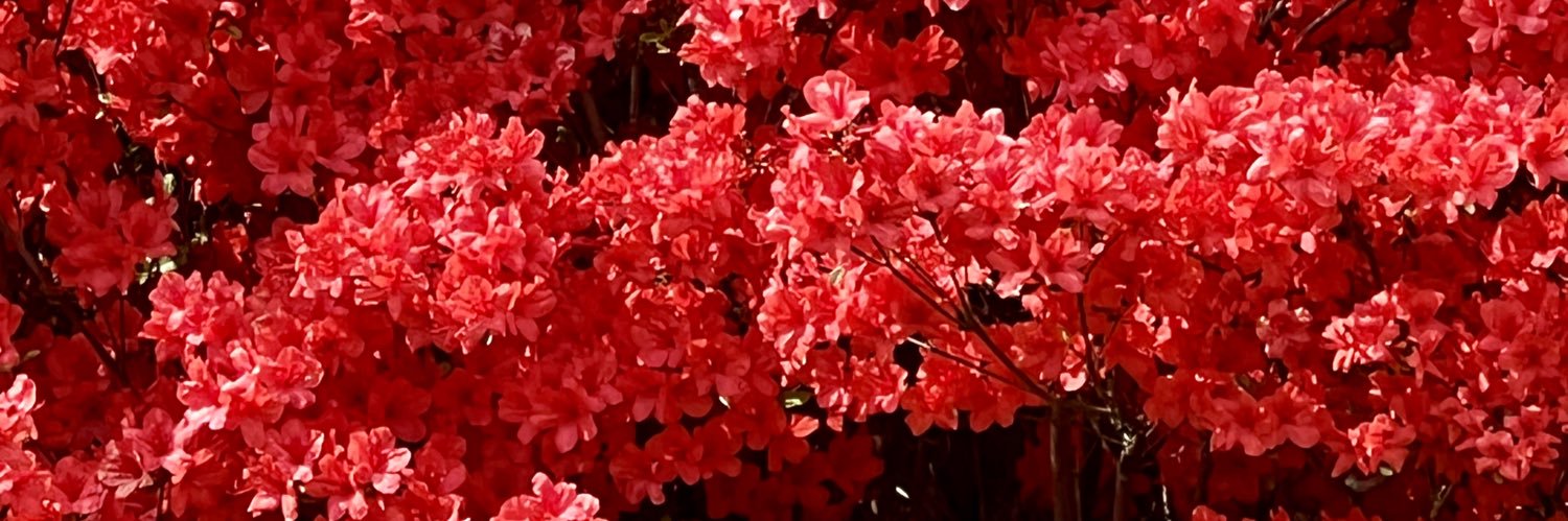 Florgnon's profile banner image