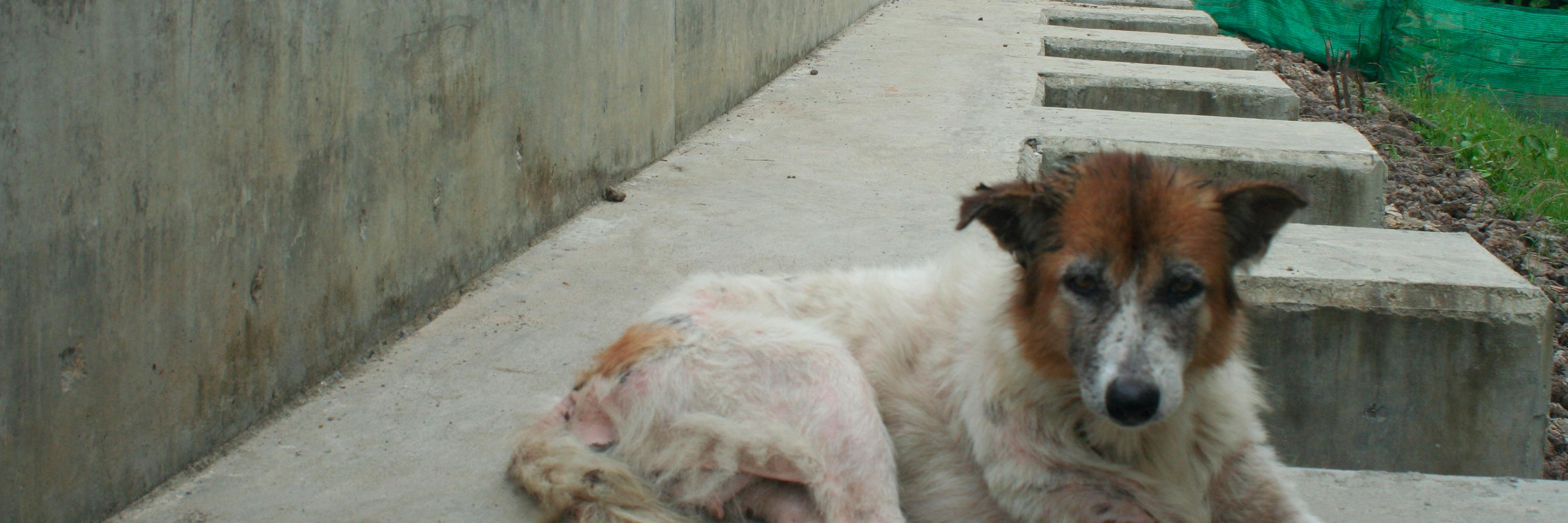 dogsofbelmopan's profile banner image