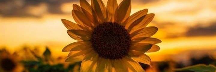 sanquiley's profile banner image