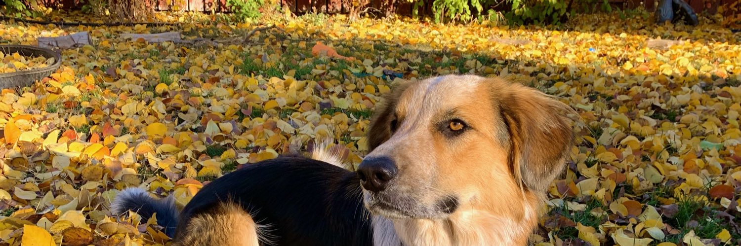 Robert Valpy 🇨🇦 banner