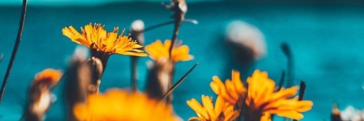 JKozlovaa's profile banner image