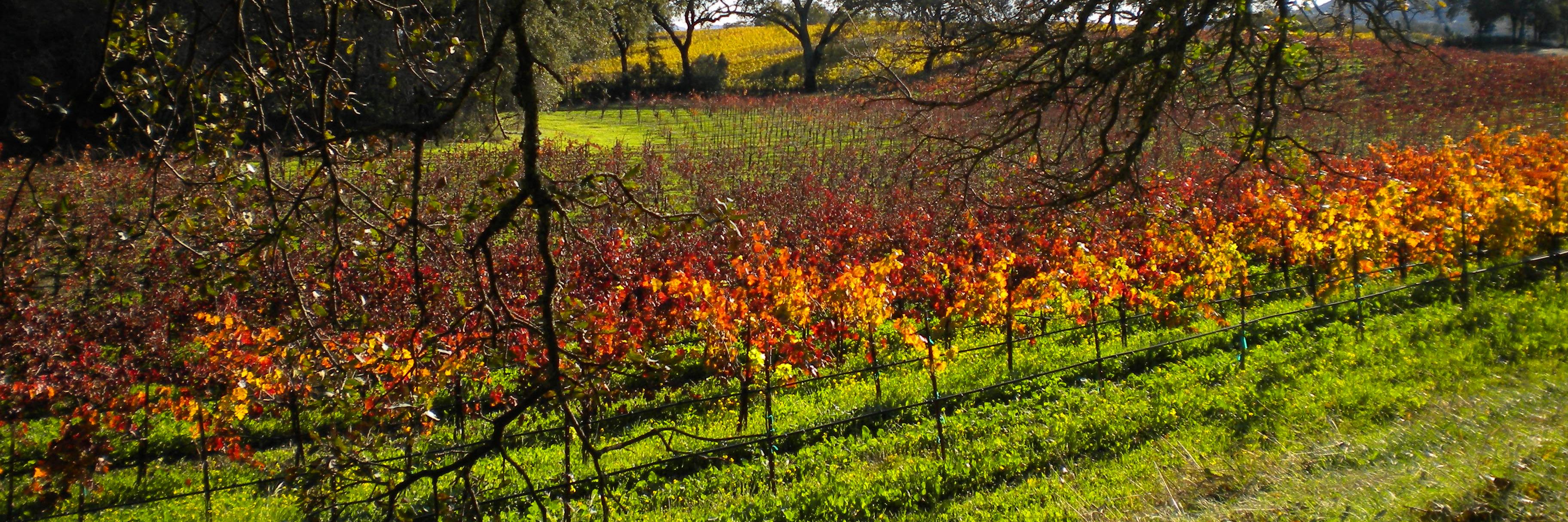 WineCountryTrek's profile banner image