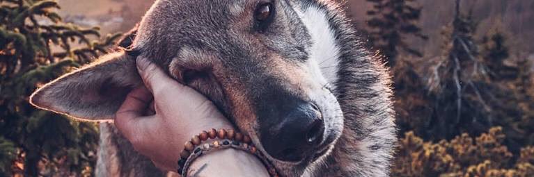 Traouk 🎈/ Axel banner