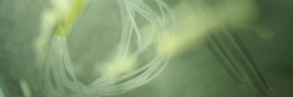 Stoiniaks Profile Banner