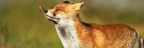 Nativewolf_600's profile banner image