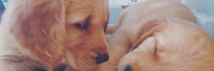 borba_luke's profile banner image