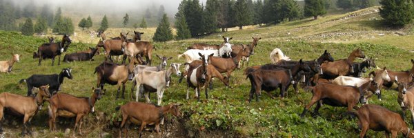 MonsCheeseUK Profile Banner