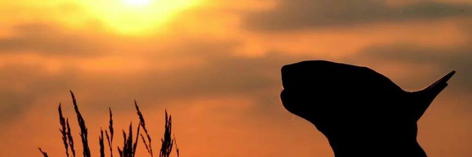 Jary68's profile banner image