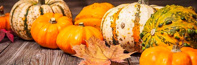 giantpumpkin's profile banner image