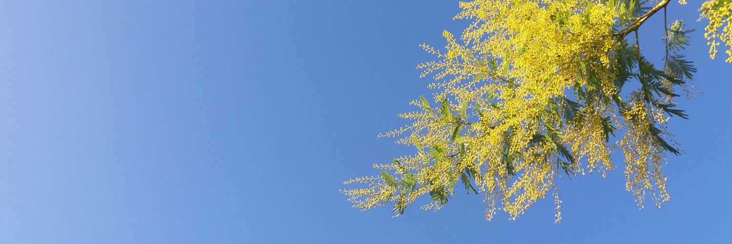 SabVal1's profile banner image