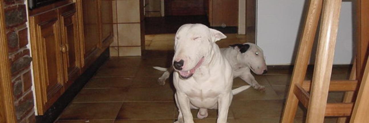 IBundock's profile banner image
