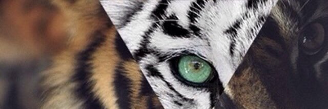 NiftyPlayZ's profile banner image