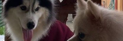 chiiipeee's profile banner image