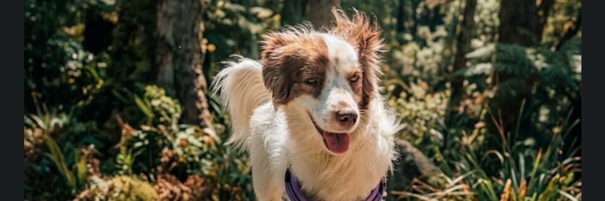perritoshermoso's profile banner image