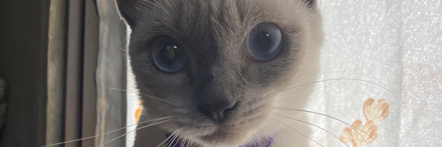 CelineSigrid's profile banner image