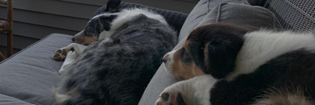 Gopher Tony〽️ banner