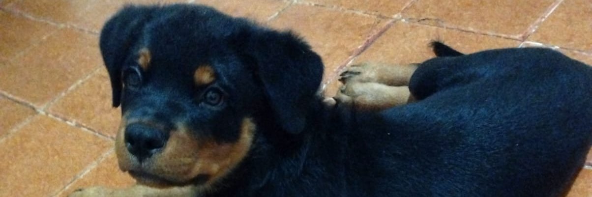 Rapozera's profile banner image