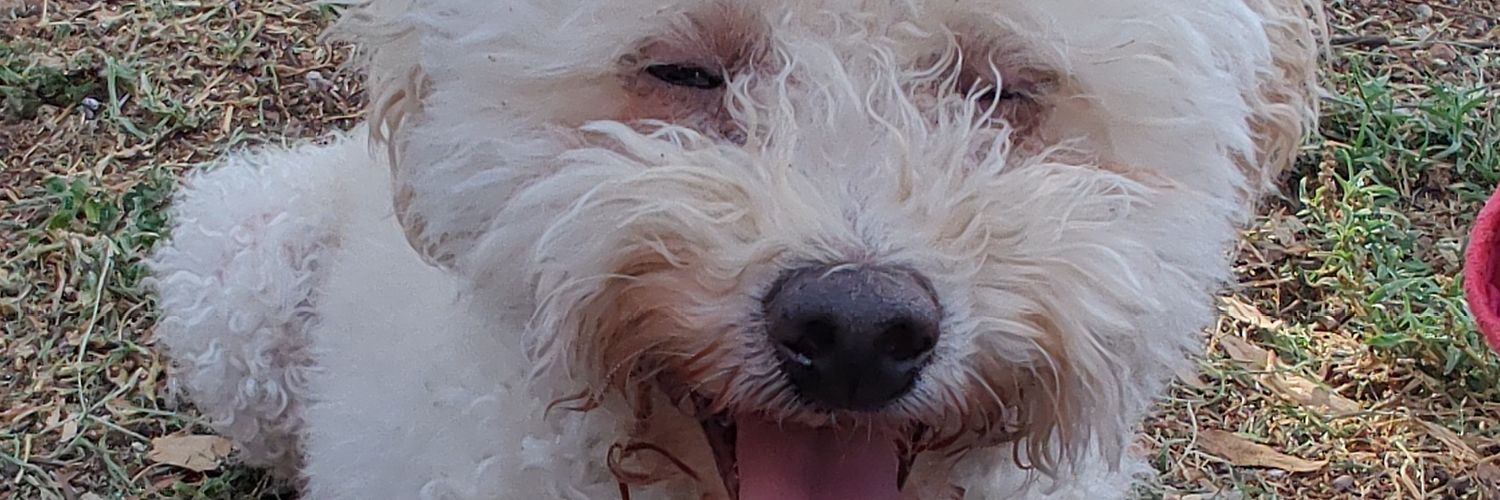 ElizGranatta's profile banner image