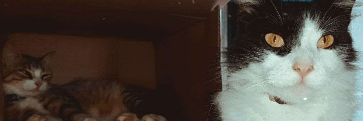 vvc09_'s profile banner image