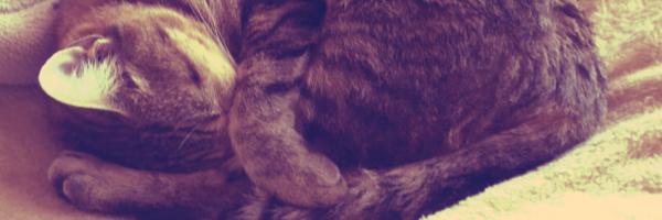 armoredjack Profile Banner