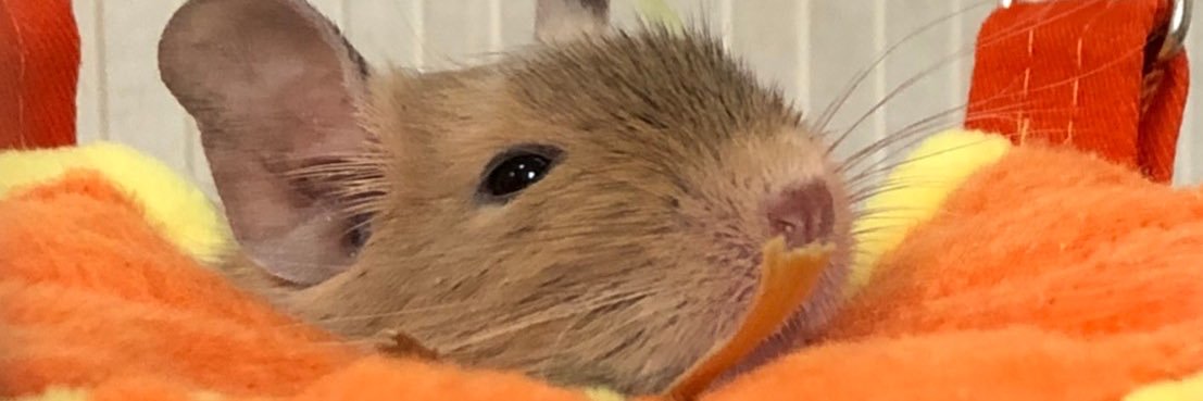 veverite's profile banner image