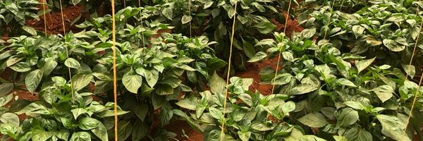 ZMadaga Profile Banner