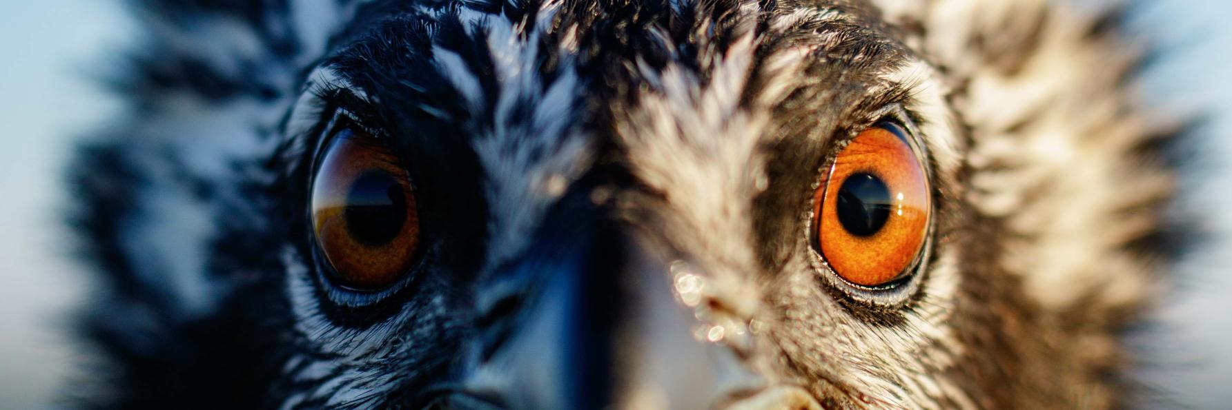 Conserve Wildlife NJ banner