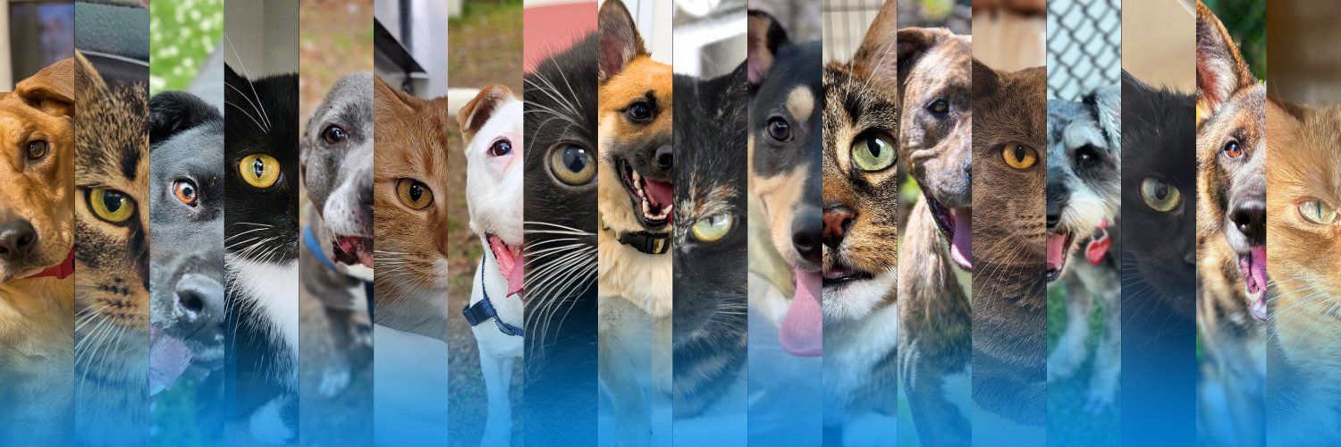 petsalive's profile banner image