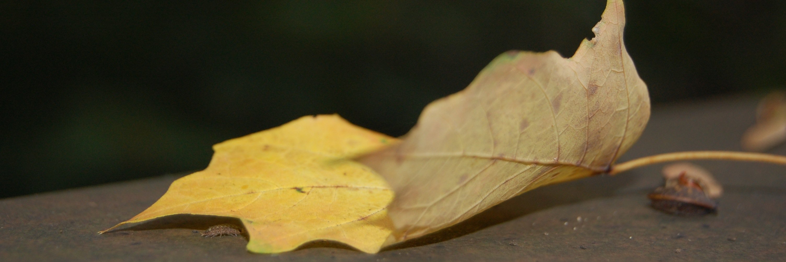 Meghan McNamara banner