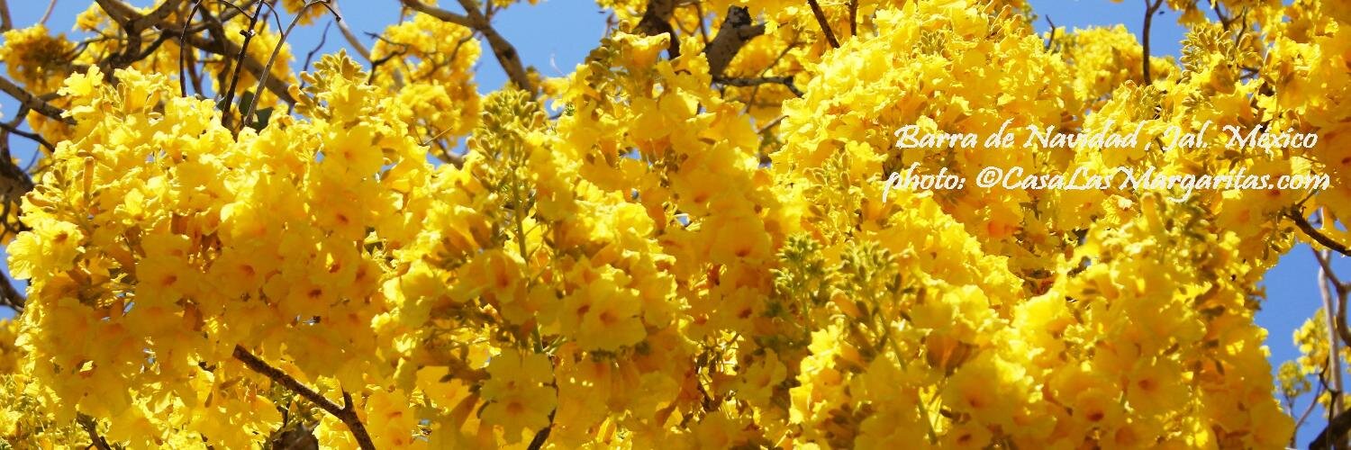 BarradeNavidad's profile banner image