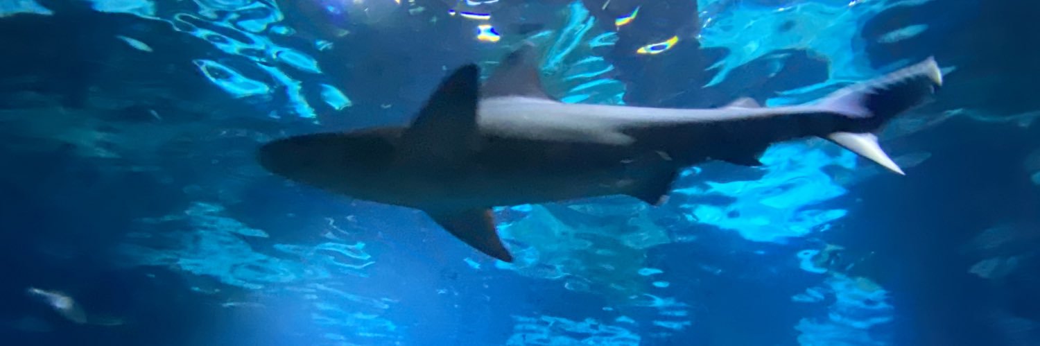 DAVID HAN USCATEGUI banner