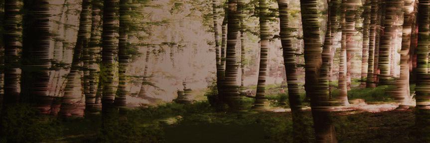 TreeCreativity's profile banner image