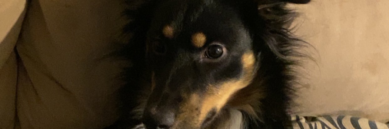 StrayyCat_'s profile banner image