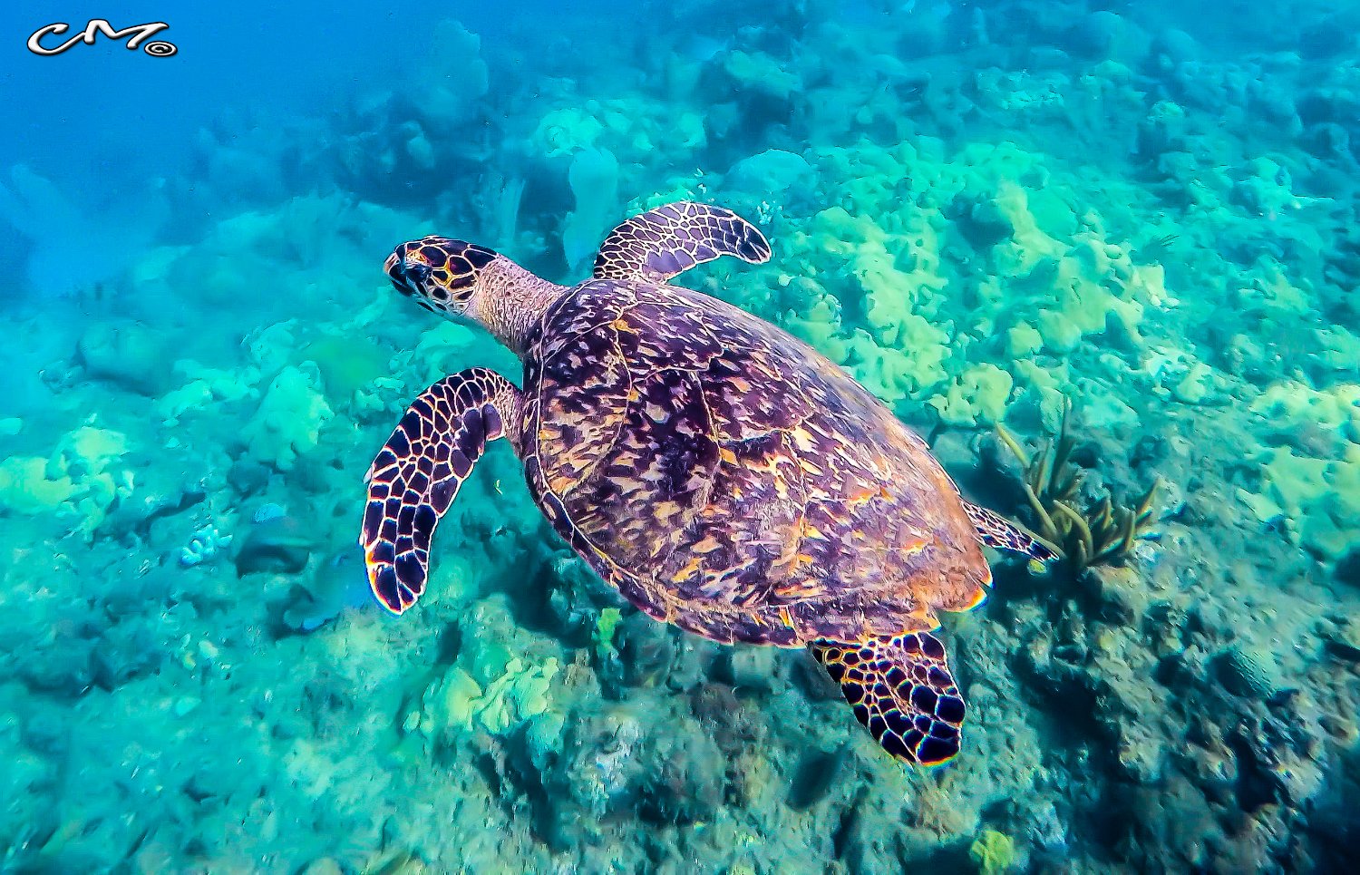 conserveturtles's profile banner image