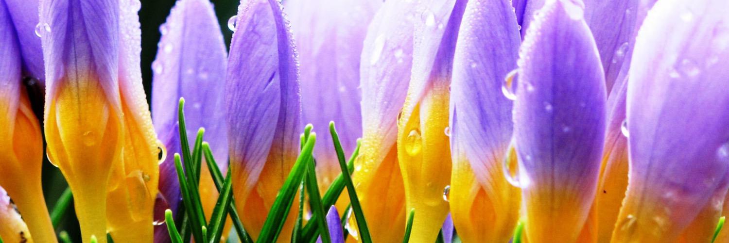 MorisonTammy's profile banner image