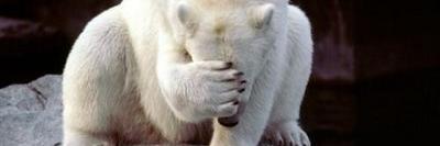 fozzymybear's profile banner image