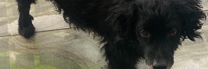 kiraTSamp's profile banner image