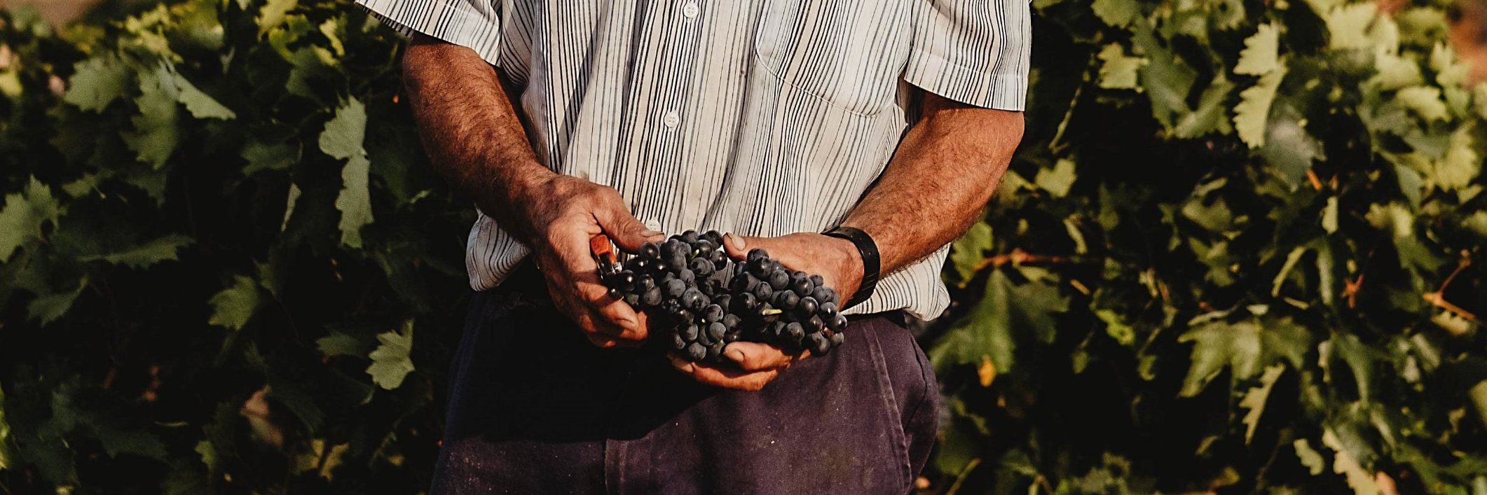 MasaveuBodegas's profile banner image