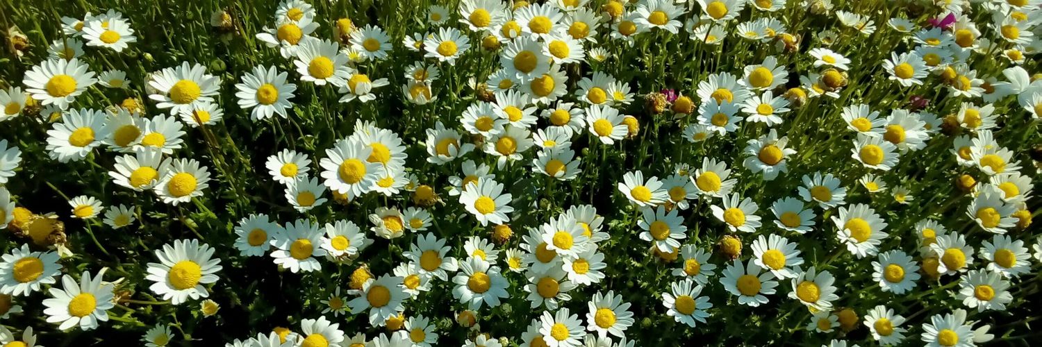 open_field_2015's profile banner image