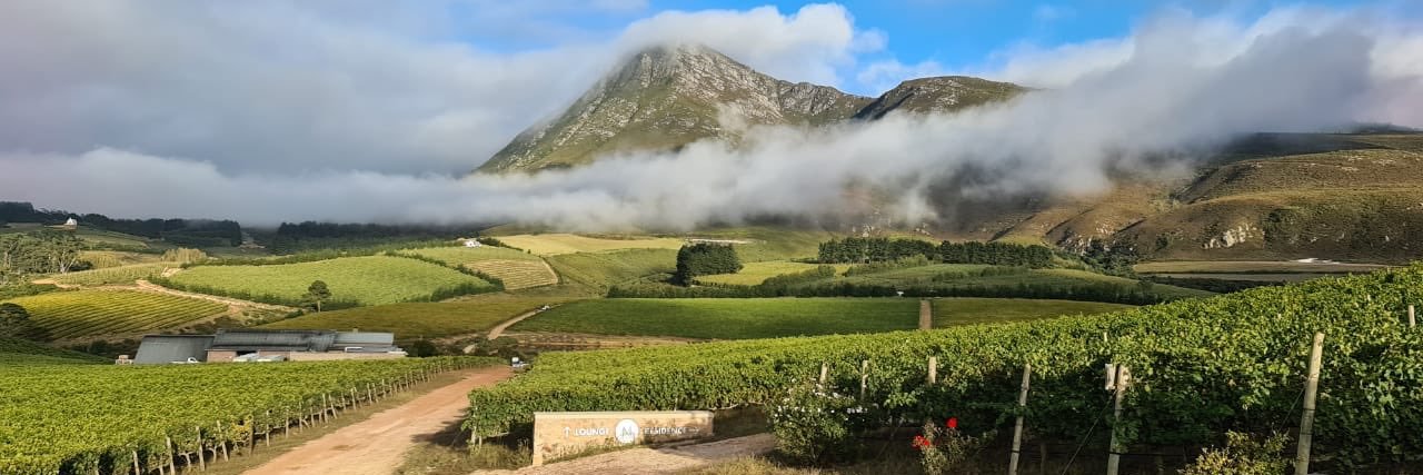 Cape Wines | SA Wine banner
