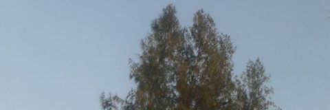 เด็กน้อย . banner