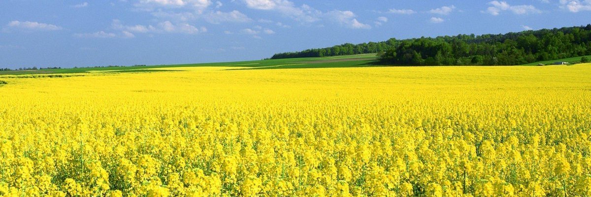 blinov071's profile banner image