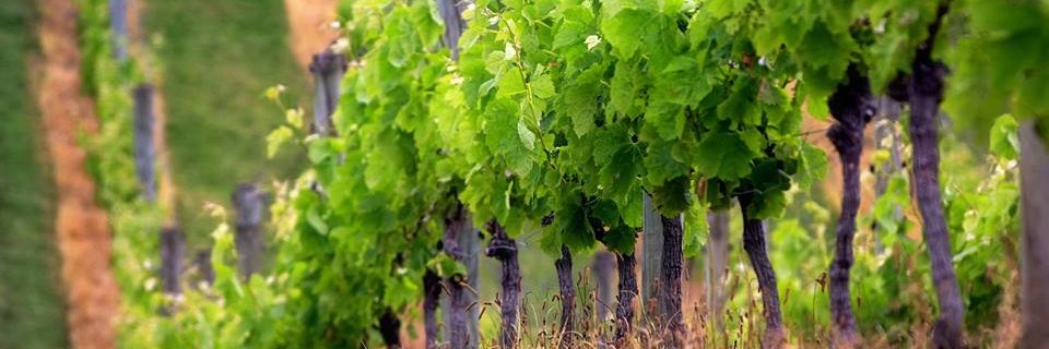 eVineyard_es's profile banner image