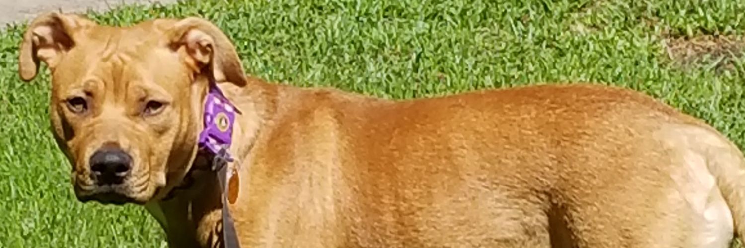 FalcSteelMom's profile banner image